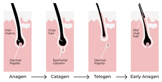 How It Works - Hair Gain Now